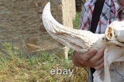 Buffalo Bison Head Skull Horns