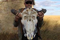 Buffalo Bison Head Skull Horns