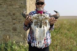 Buffalo Bison Head Skull Horns