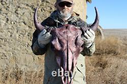 Buffalo Bison Head Skull Horns