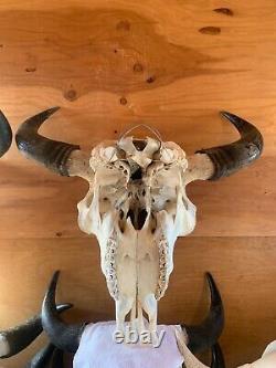 Buffalo Bison Head Skull Horns