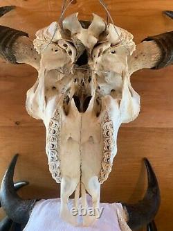 Buffalo Bison Head Skull Horns