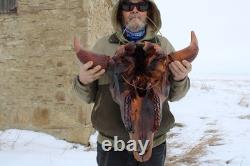 Buffalo Bison Head Skull Horns