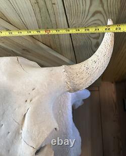 Buffalo Bison Head Skull Horns 22 Spread