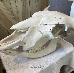 Buffalo Bison Head Skull Horns 22 Spread