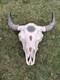 Buffalo Bison Head Skull Horns MAKE OFFER