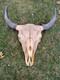 Buffalo Bison Head Skull Horns MAKE OFFER