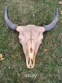 Buffalo Bison Head Skull Horns MAKE OFFER