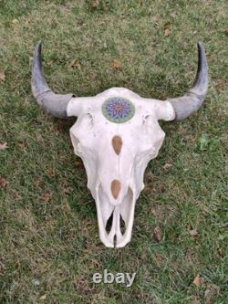 Buffalo Bison Head Skull Horns MAKE OFFER