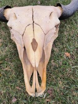 Buffalo Bison Head Skull Horns MAKE OFFER