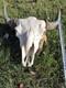 Buffalo Bison Head Skull Horns MAKE OFFER FREE SHIPPING