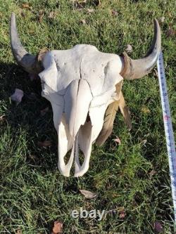 Buffalo Bison Head Skull Horns MAKE OFFER FREE SHIPPING