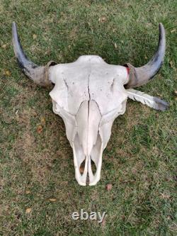 Buffalo Bison Head Skull Horns MAKE OFFER FREE SHIPPING