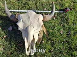 Buffalo Bison Head Skull Horns MAKE OFFER FREE SHIPPING