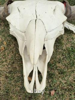 Buffalo Bison Head Skull Horns MAKE OFFER FREE SHIPPING