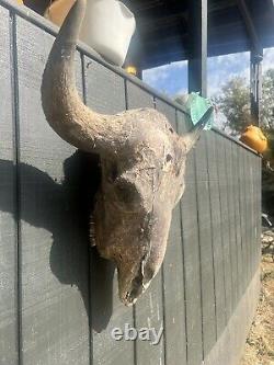 Buffalo Bison Head Skull Horns X Large Man Cave Cabin Decor