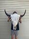 Buffalo Bison Head Skull Horns taxidermy coyote, powwow