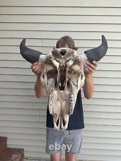 Buffalo Bison Head Skull Horns taxidermy coyote, powwow
