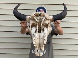 Buffalo Bison Head Skull Horns taxidermy deer elk moose powwow art craft