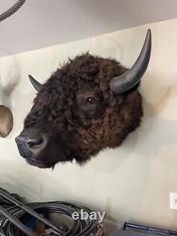 Buffalo / Bison Head Taxidermy Mount
