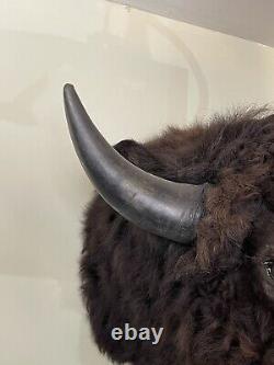 Buffalo / Bison Head Taxidermy Mount