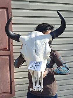 Buffalo Bison Real Skull Head with Horns