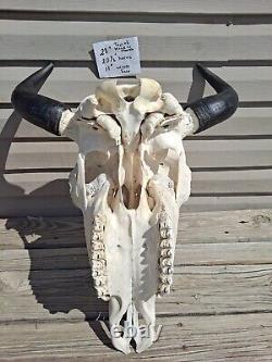 Buffalo Bison Real Skull Head with Horns