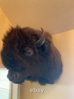 Buffalo / Bison Shoulder Taxidermy Mount