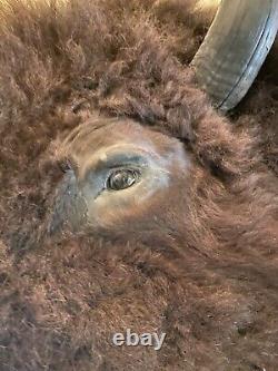 Buffalo / Bison Shoulder Taxidermy Mount
