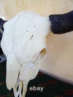 Buffalo Bison Skull