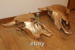 Buffalo Bison Skull European Mount Taxidermy Texas Skeleton Bone Western Decor