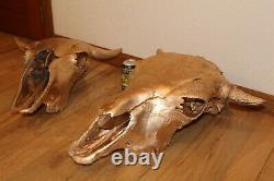 Buffalo Bison Skull European Mount Taxidermy Texas Skeleton Bone Western Decor