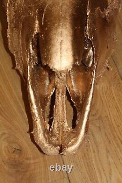 Buffalo Bison Skull European Mount Taxidermy Texas Skeleton Bone Western Decor