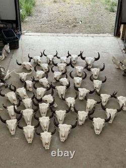 Buffalo Bison Skulls Animal Mount Western Cabin Yard Decor
