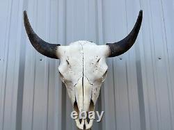 Buffalo Bull Skull 23 1/2 Inch Wide Horn American Bison Mounted Head Tatonka