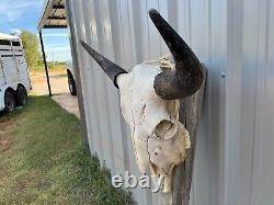 Buffalo Bull Skull 23 1/2 Inch Wide Horn American Bison Mounted Head Tatonka