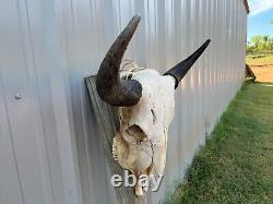 Buffalo Bull Skull 23 1/2 Inch Wide Horn American Bison Mounted Head Tatonka