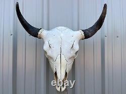 Buffalo Bull Skull 23 Inch Wide Horn American Bison Mounted Head Tatonka