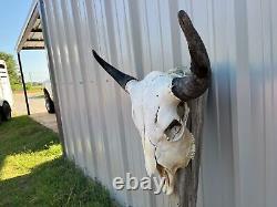 Buffalo Bull Skull 23 Inch Wide Horn American Bison Mounted Head Tatonka