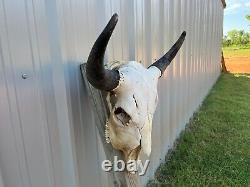 Buffalo Bull Skull 23 Inch Wide Horn American Bison Mounted Head Tatonka