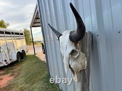 Buffalo Bull Skull 24 1/2 Inch Wide Horn American Bison Mounted Head Tatonka