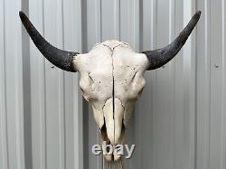 Buffalo Bull Skull 25 Inch Wide Horn American Bison Mounted Head Tatonka