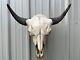 Buffalo Bull Skull 25 Inch Wide Horn American Bison Mounted Head Tatonka