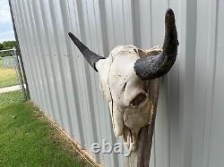 Buffalo Bull Skull 25 Inch Wide Horn American Bison Mounted Head Tatonka