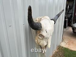 Buffalo Bull Skull 25 Inch Wide Horn American Bison Mounted Head Tatonka