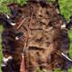 Buffalo Hair On Hide Large Extra Large