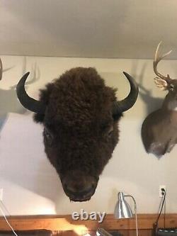Buffalo Herd-Culled Shoulder Mount taxidermy bison hide Horns Professional