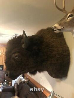 Buffalo Herd-Culled Shoulder Mount taxidermy bison hide Horns Professional