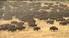 Buffalo Herd Wows South Dakota Crowd