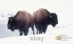 Buffalo Hide Rug,'Large' Premium Winter Coat Tanned Bison Rug, Made In The USA